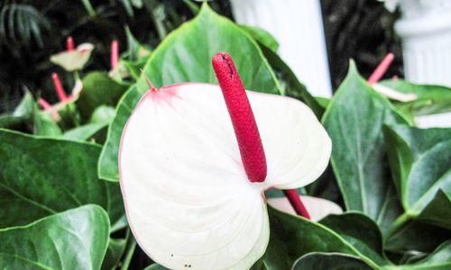 火鹤花语（探索火鹤花语的深层含义与传承之道）