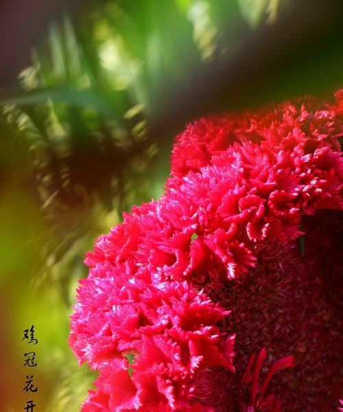 探秘鸡冠花花语之美（传递爱与希望的花海盛宴）