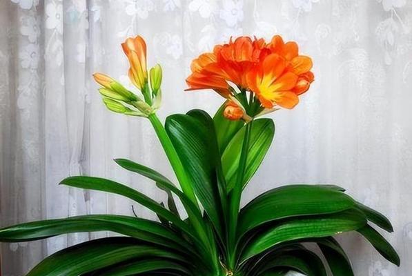 君子兰开花的寓意（家居装饰与心灵愉悦的完美结合）