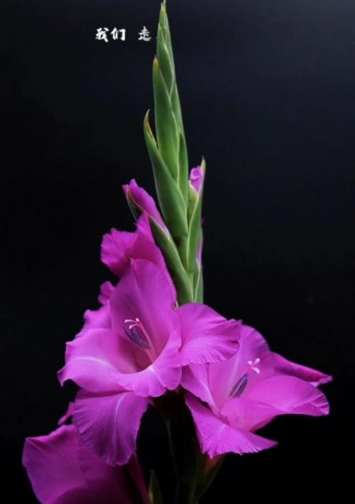 剑兰的花语与寓意（剑兰的美丽神秘与深意）