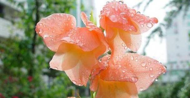 剑兰花（剑兰花）