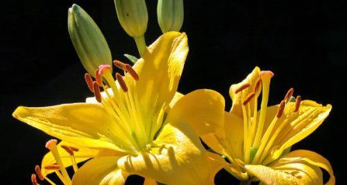 金百合花（探索金百合花的神秘之美）