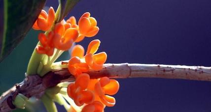 金桂花花语与寓意（传递幸福与吉祥的金桂花）
