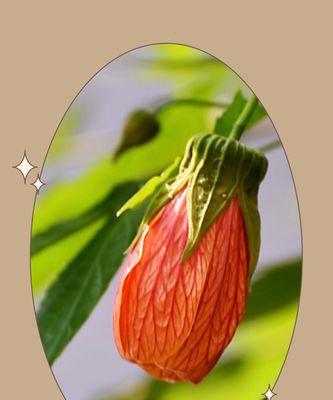 金铃花的花语与寓意（探索金铃花所传达的情感和象征意义）