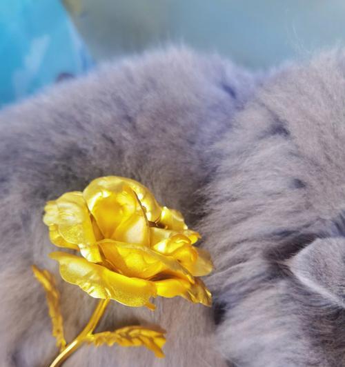 金玫瑰花语的含义及象征（探秘金玫瑰传递的深情与美丽）