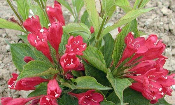 以锦带花花语和寓意为主题的文章（锦带花的花语与寓意深入解析）