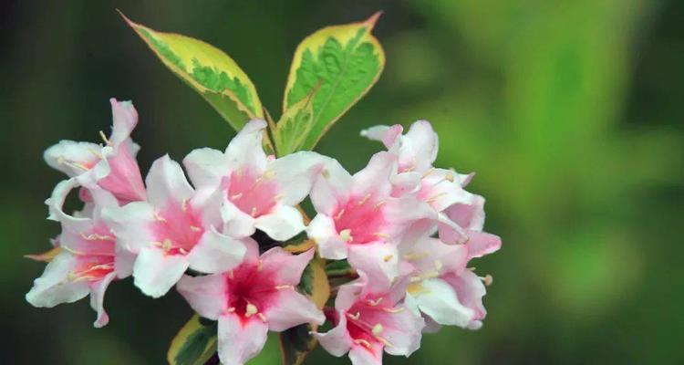 锦带花花语解读与意义（探索花之语言）
