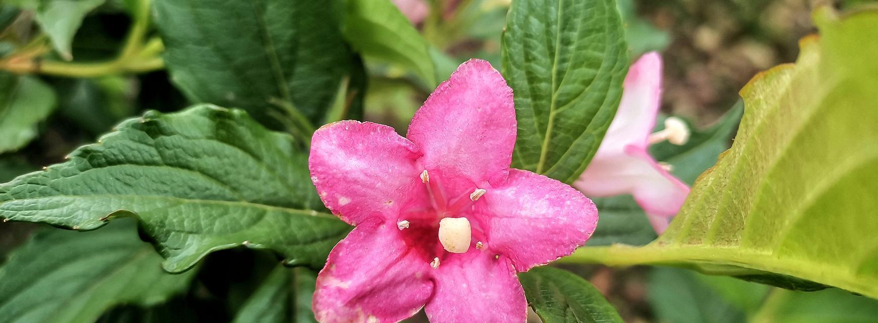锦带花的花语及其意义（探寻锦带花在不同文化中的象征意义）