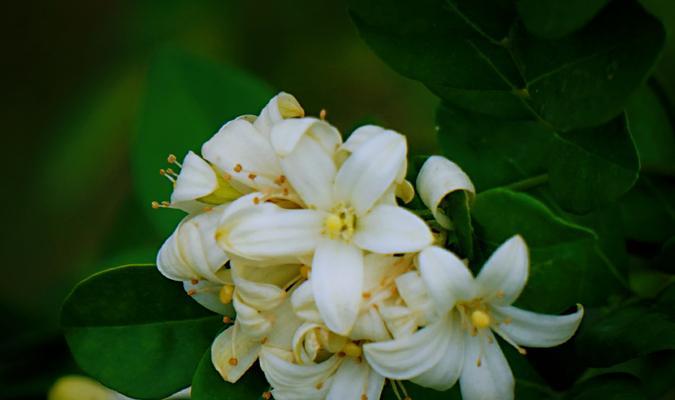 九里香的花语（探寻九里香的花语及其象征的情感和美好）