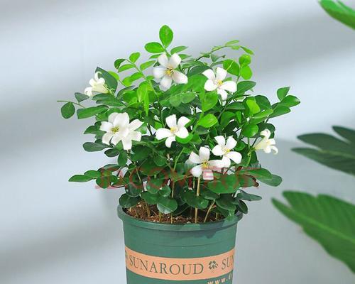 九里香花语，传递的深情之意（香气飘散）