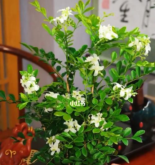 九里香的寓意与意义（香气犹在）