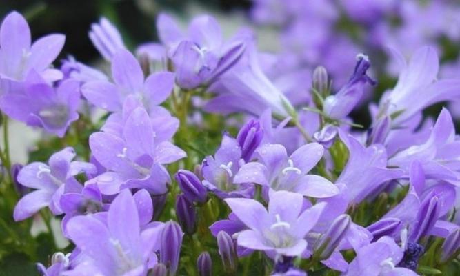 桔梗花的花语与传说（花开青天）