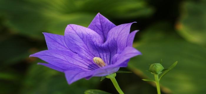桔梗花语之美——传递爱和希望的花朵（桔梗花与爱情的密切关系）