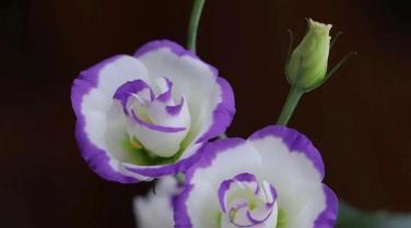 桔梗花花语及其寓意的探究（解读桔梗花花语）
