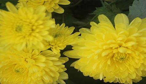 绿菊花的花语与意义（探索绿菊花的寓意及象征）