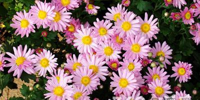 绿色菊花的象征意义（探索绿色菊花所代表的美好含义）
