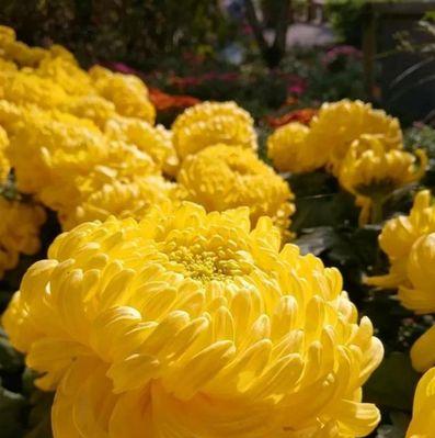 菊花之语（菊花花语的多重含义与文化象征）