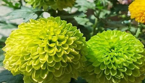 粉色菊花的花语及象征意义（探寻粉色菊花的花语）