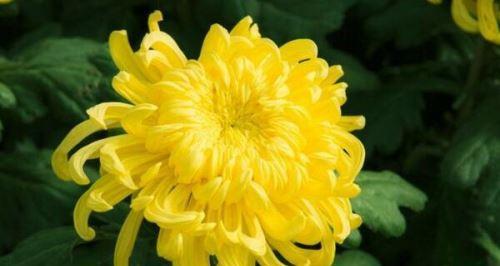 菊花的品质与象征（菊花的优秀品质及其文化象征）