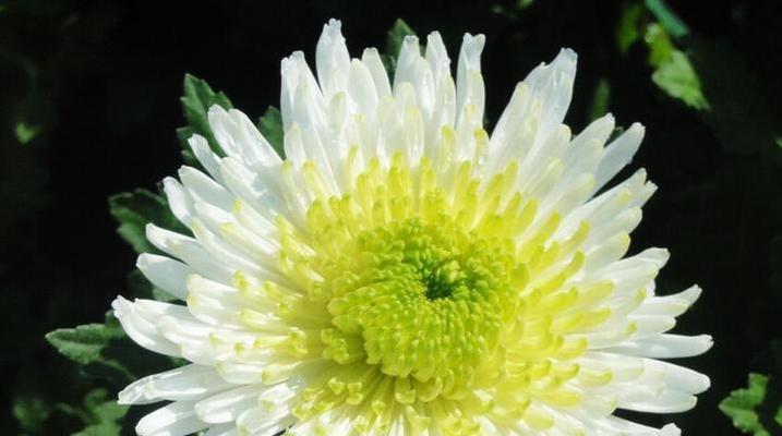 菊花的含义与象征——坚韧不拔、静心自律（深入解读菊花的花语）