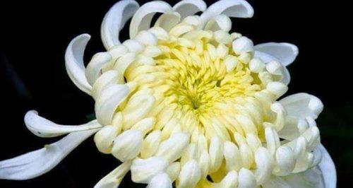 菊花的寓意及象征意义（揭秘菊花的花语与文化传统）