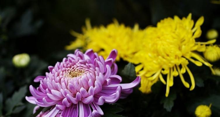 菊花花语（深入解读菊花的含义）