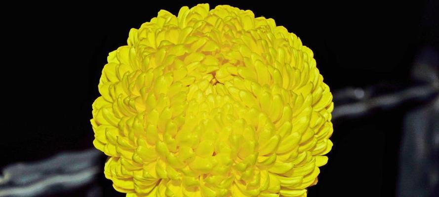 菊花的象征意义及文化内涵（探寻菊花在中国文化中的独特地位）