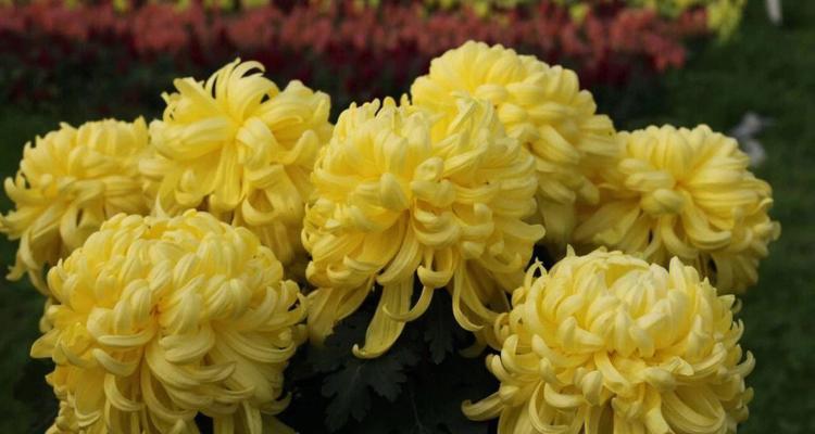 菊花在中国的寓意与文化意义（菊花）