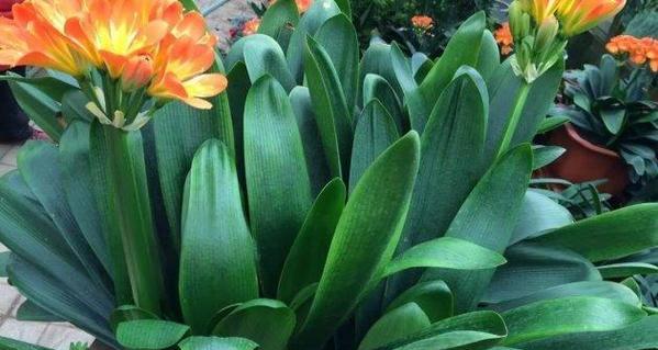 君子兰花语的深刻含义（探寻君子兰的花语与心灵的契合）