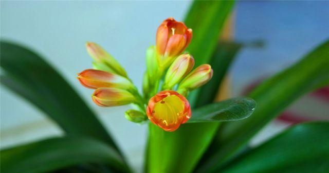 君子兰花语与寓意解析（探寻君子兰的高雅与品质）