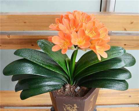 君子兰突然开花了，寓意何在（探索君子兰开花背后的深意）
