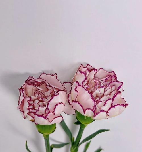 以康乃馨白色花语的美丽与意义（探索康乃馨白色花语的深层寓意）