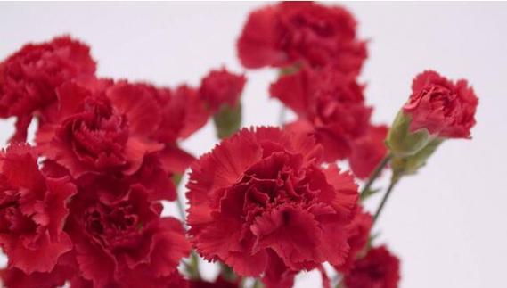 康乃馨的花语之美（了解康乃馨的花语）