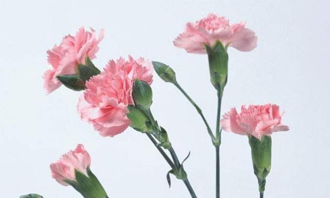 康乃馨花的寓意与象征（深情的花朵与真诚的情感）