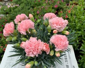 康乃馨花语之意义与象征（娇弱中的坚毅——康乃馨的内涵与美学）