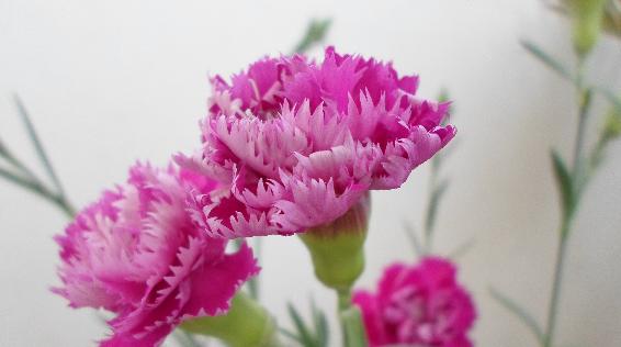 康乃馨的花语与意义（探寻康乃馨背后的象征寓意）