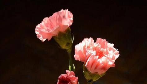 康乃馨的颜色意义解读——花海中的五彩斑斓（一朵花的世界）