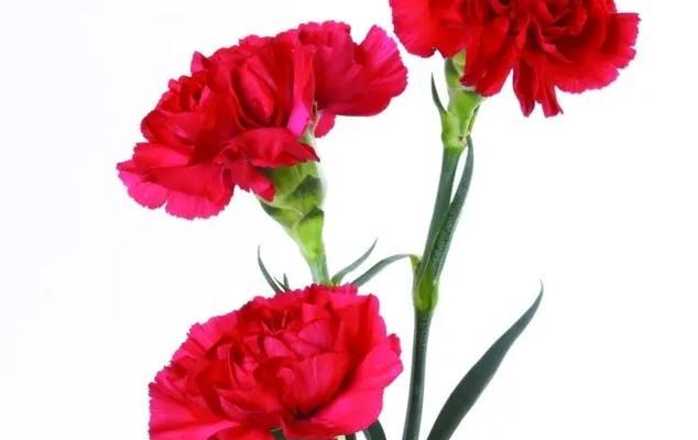 康乃馨花（康乃馨花的象征意义及历史传承）