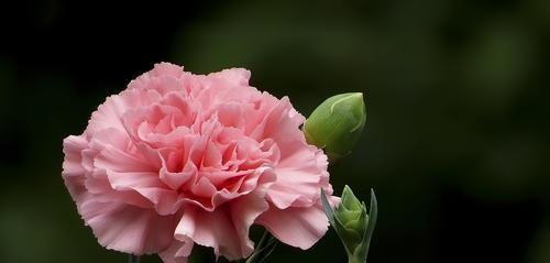 康乃馨花语（解析康乃馨花语）