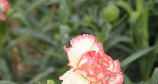 康乃馨花语与寓意（了解康乃馨的意义）