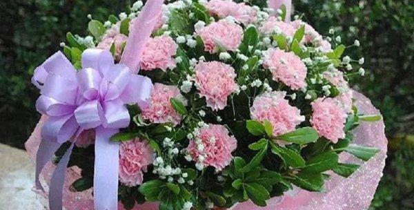 康乃馨的寓意与象征（赏析康乃馨）
