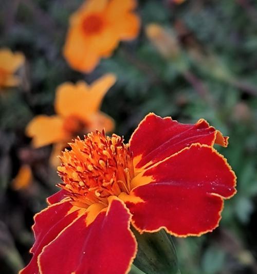孔雀花（探索孔雀花的花语之美）
