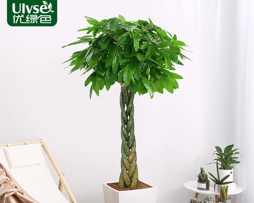 盆栽植物选择与养护（一窥盆栽植物之美）