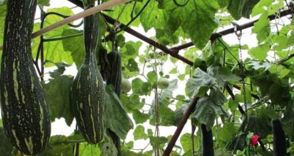 砍瓜种植全攻略（掌握最佳种植时间）