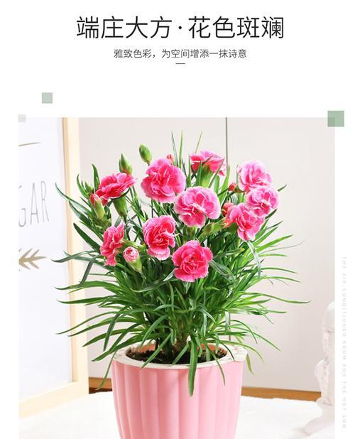 康乃馨喜水吗（康乃馨是否属于喜水植物）