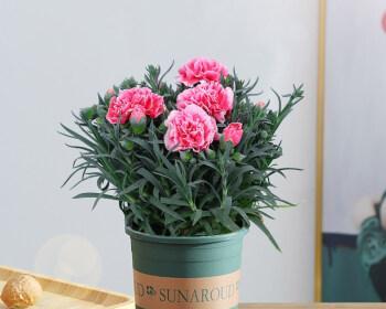 康乃馨种植技巧（从一盆康乃馨到花园康乃馨）