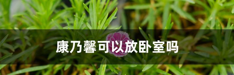 小康乃馨是否有毒（在家中安全地养护小康乃馨）