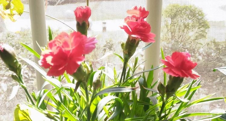 康乃馨种植时间与生长周期（了解康乃馨生长的规律）