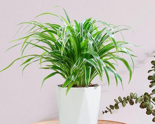 室内装饰的不二选择——可放室内花卉（花开相伴）