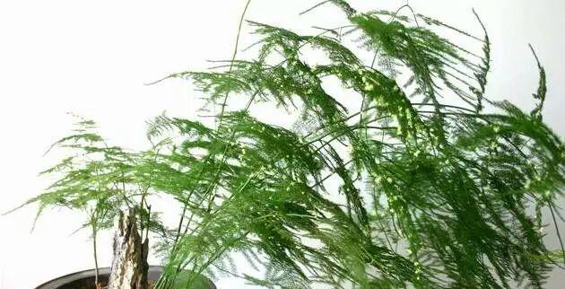 可乐能否浇灌文竹（文竹养护技巧）